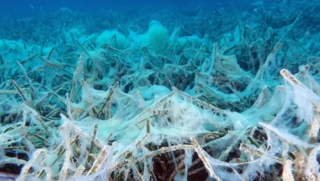 Marmara Denizi’nde müsilajın ekosisteme verdiği zarar kaydedildi