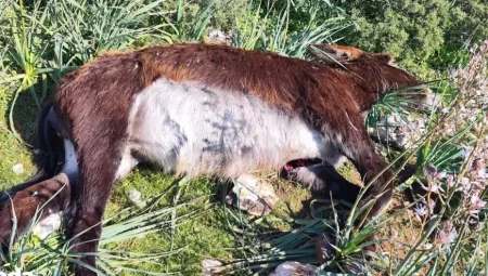 Kuzey Kıbrıs’ta 14 eşek vahşice katledildi: Tepkiler çığ gibi büyüyor