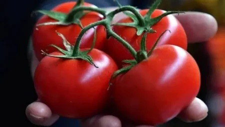 Gümrüklerde virüslü domates tohumları alarmı: Son 45 günde 6 kez tespit edildi