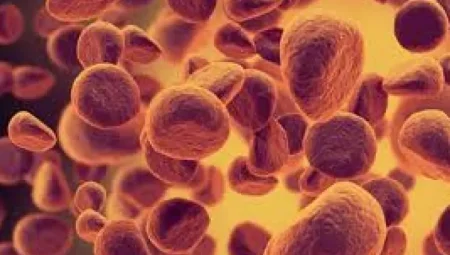 İnsan Vücudundaki Hücre Sayısı Samanyolu’ndaki Yıldızlardan Fazla! Vücudumuzda Kaç Hücre Var?