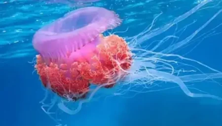 Denizanaları Beyinsiz Ama Hayatta Kalabiliyor! Nasıl Hareket Edip Avlanıyorlar?