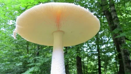 Dünya’nın En Büyük Canlısı Bir Mantar Kolonisi! Binlerce Yıldır Büyümeye Devam Ediyor